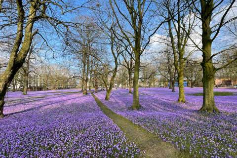 Krokusblüte in Husum - Büsum ist auch ein guter Ausgangspunkt für Ausflüge.