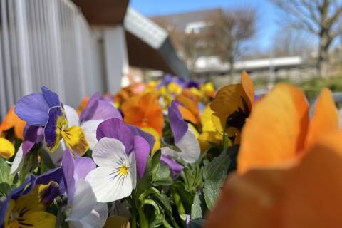 Blumen im Büsumer Wohlfühlgarten