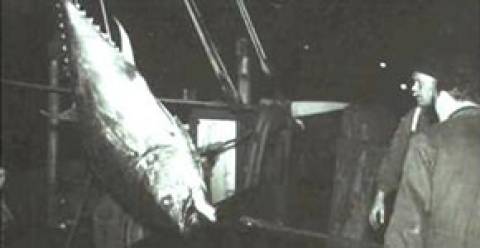 Geschichte des Thunfischfangs in der Nordsee