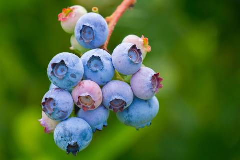 Blaubeeren von Juli bis September in Dithmarschen zum Selbstflücken