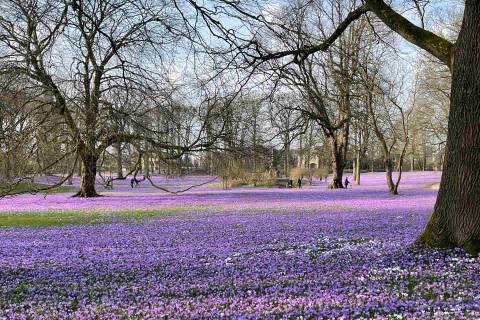 Die graue Stadt am Meer wird Anfang April bunt