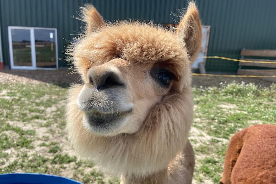 Alpakar im Alpakamar Außengelände