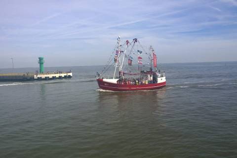 Krabbenkutter auf dem Weg zurück in den Büsumer Hafen während der Kutterregatta