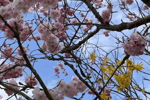 Blühende Zweige im Frühling in Büsum