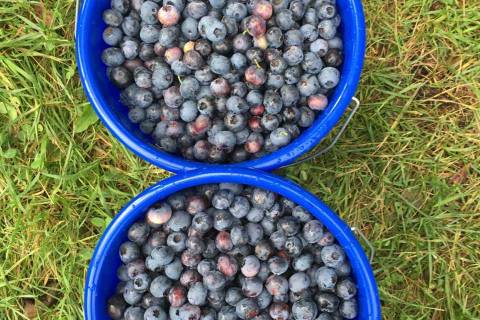 geerntete Blaubeeren