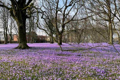 Krokusbluete im Husumer Schlosspark Anfang April