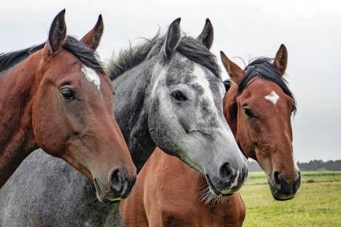 Pferde als Stars beim 91. Reitturnier in Büsum