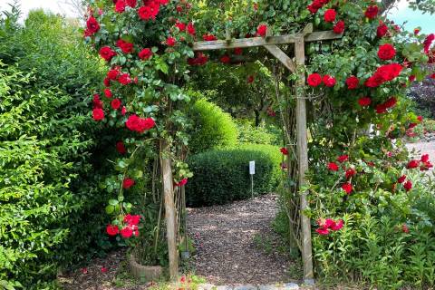 Rosenbewachsener Durchgang im Büsumer Kurpark